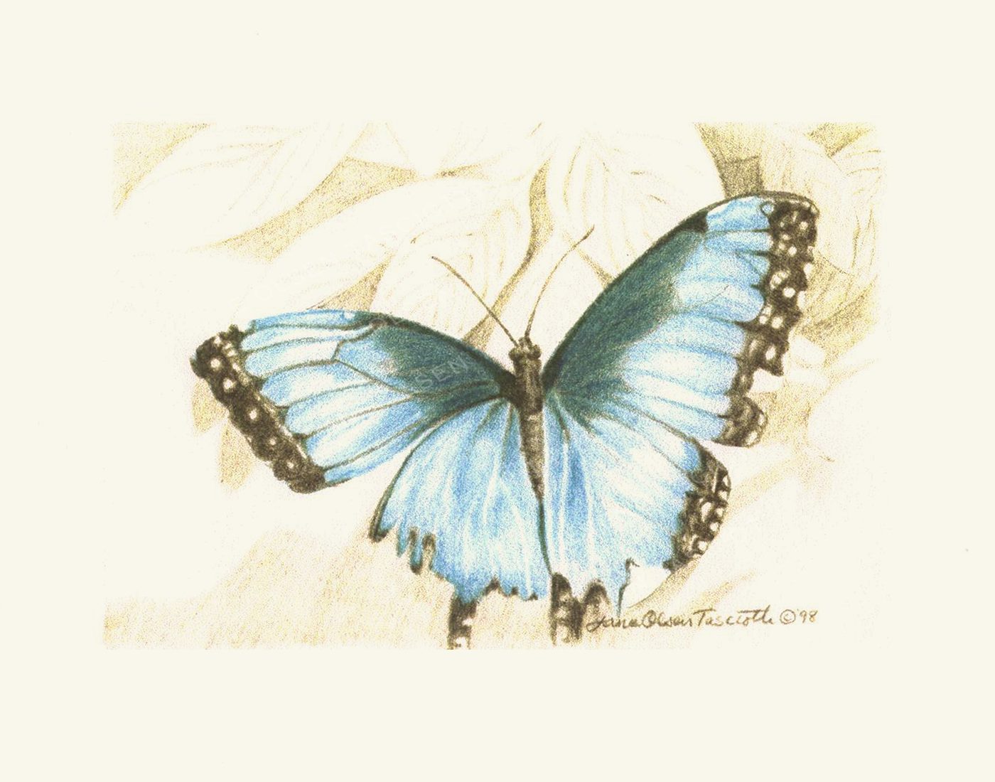 Drawing of a blue morpho butterfly on cream paper