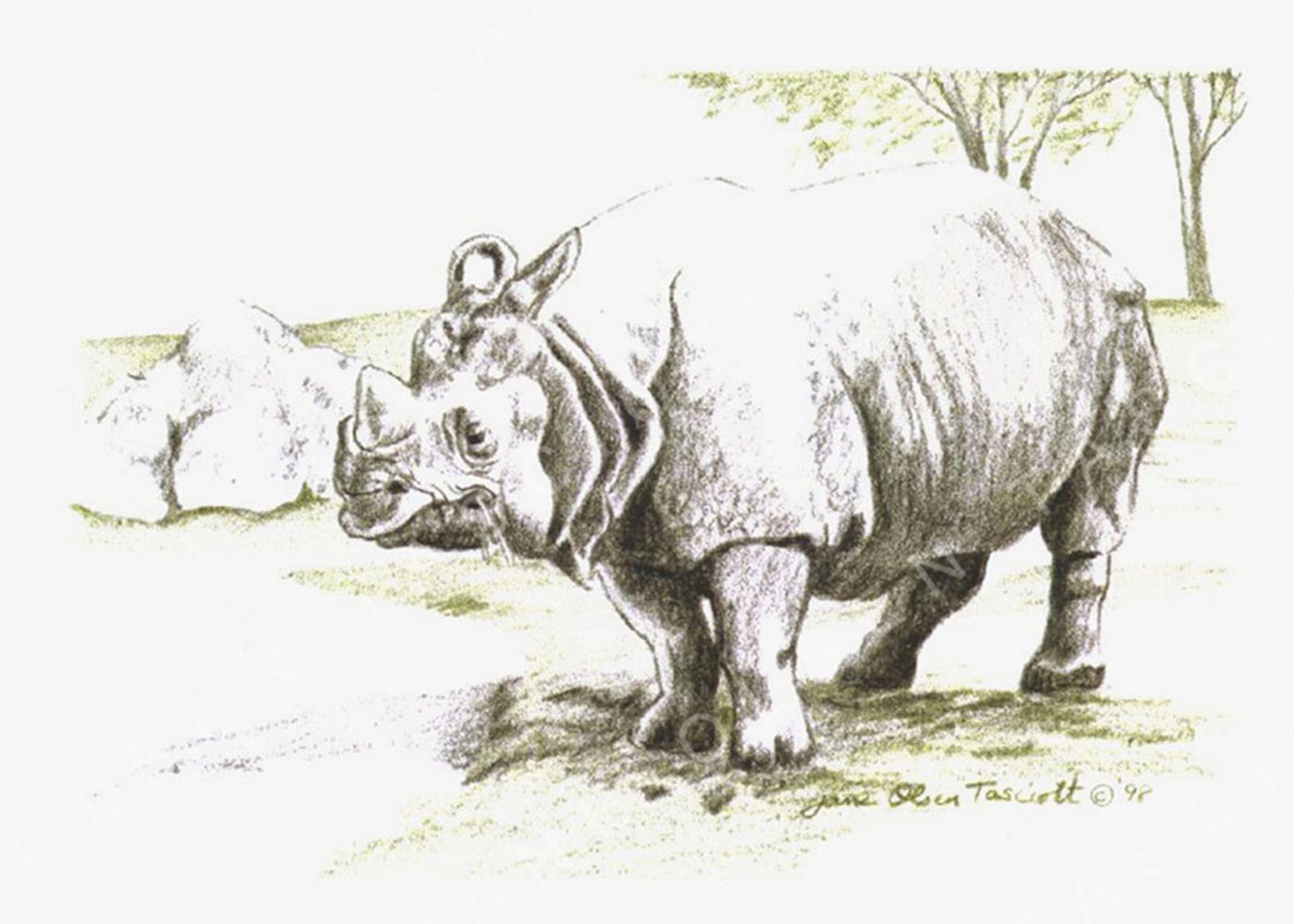 Coloured-pencil drawing of a rhinoceros