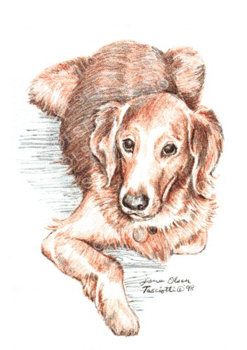 Coloured-pencil portrait of a golden retriever