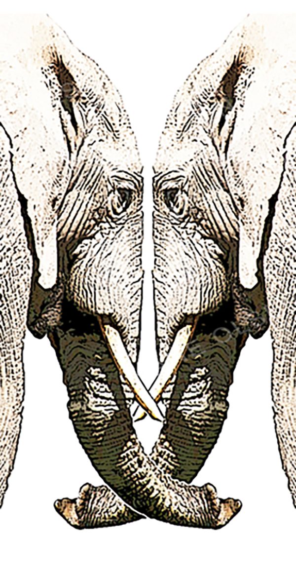 Drawing of two elephants face to face with trunks entwined